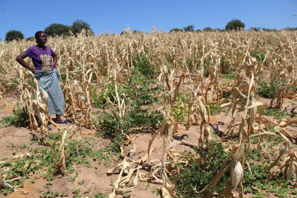 Given Muwana stands in her farm, her crops are damaged by the drought